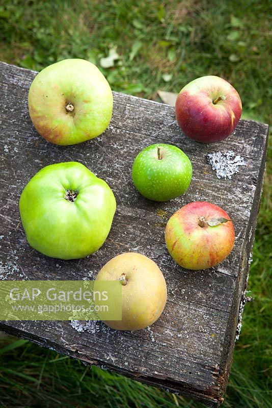 Arrangement of apple varieties. Apple 'Blenheim Orange', 'Lord Derby', 'Egremont Russet', 'Granny Smith', 'Cox's Orange Pippin' and 'Spartan'