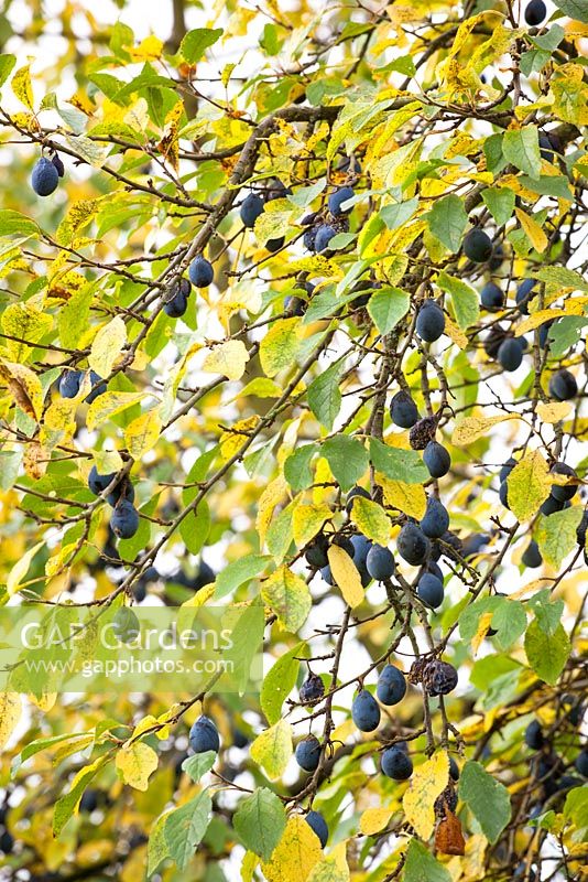 Prunus domestica subsp. insititia - Damsons in autumn
