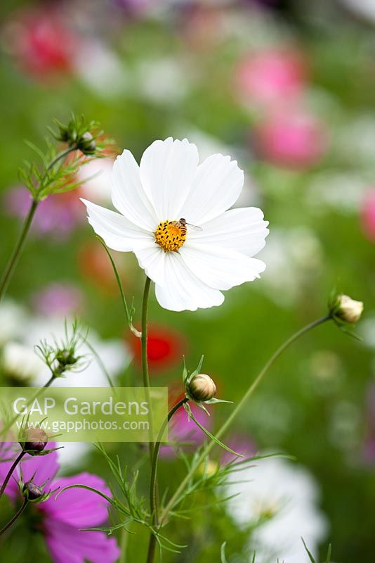 Cosmos bipinnatus 'Purity' with hoverfly