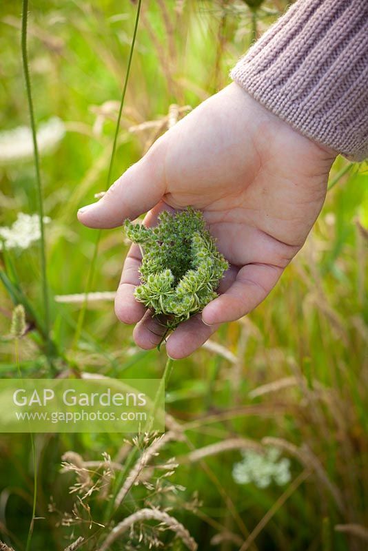 Harvesting seed of Wild Carrot, Daucus carota - Queen Anne's Lace