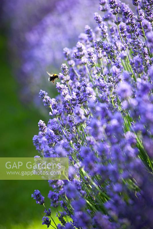 Lavandula angustifolia 'Munstead' with bee - English lavender