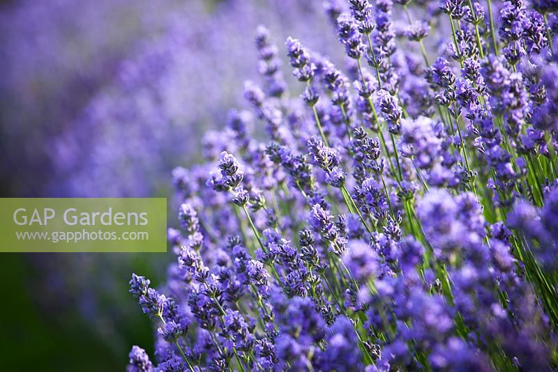 Lavandula angustifolia 'Munstead' - English lavender