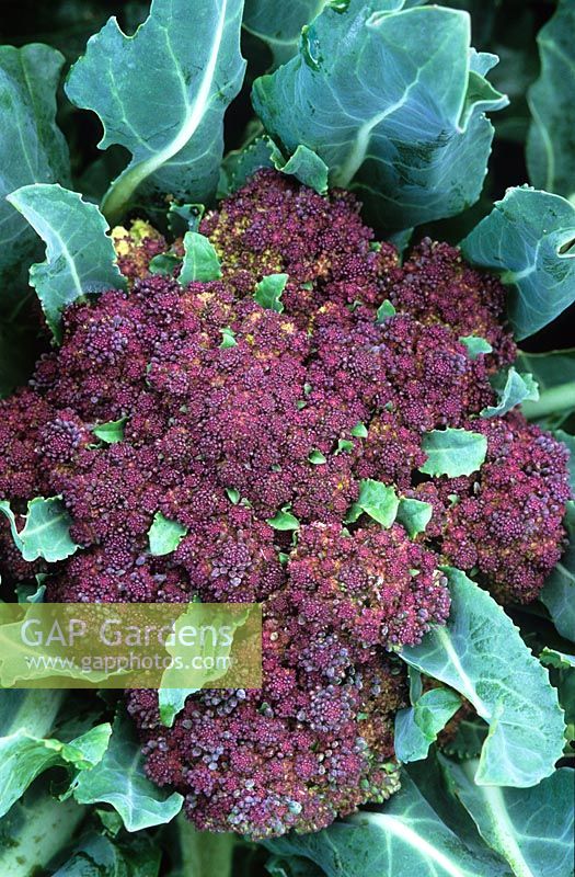 Brassica oleracea - Cauliflower 'Red Lion'