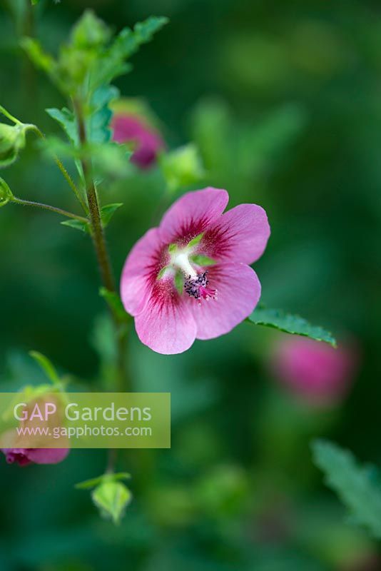 Anisodontea capensis, a South African tender perennial that thrives as a prolific pot plant. Flowers in August