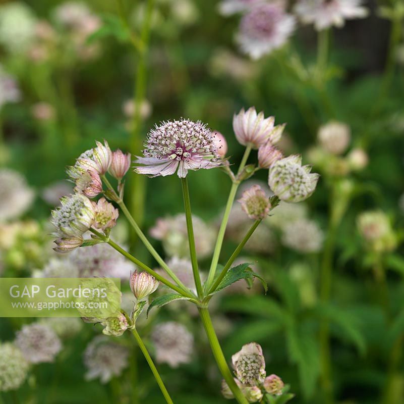 Astrantia major, Hattie's pin cushion, a perennial with papery like flowerheads throughout summer.