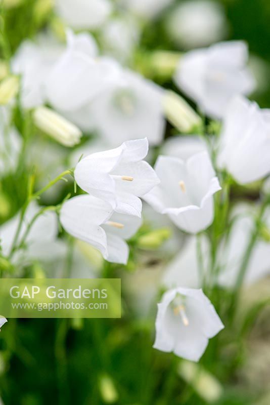 Campanula cochlearifolia 'White Baby', fairy thimbles or dwarf bellflower, a tiny alpine harebell. It is a rhizomatous herbaceous perennial that forms compact clumps of small, rounded bright green leaves. In summer, wiry stems carry nodding white flowers.