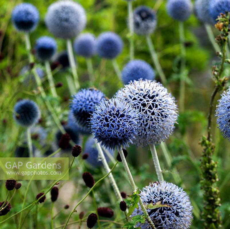 Echinops ritro Veitch's Blue, globe thistle, a perennial with round, prickly blue heads in summer which attract bees.