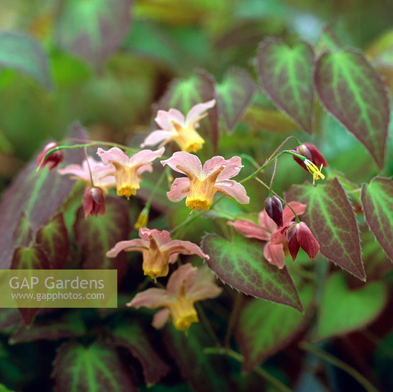 Epimedium stellulatum 'Versicolor', a perennial with semi  heart-shaped leaves and dainty flowers from spring to early summer. Common name: Bishops Mitre or Barrenwort.