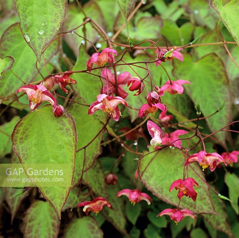 Epimedium x rubrum, 'Bishops Mitre', a perennial flowering in spring with handsome leaves and pretty little pink flowers.