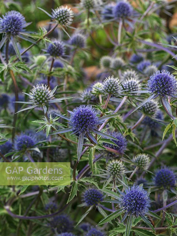 Eryngium planum 'Blaukappe', sea holly, a spiky evergreen perennial bearing masses of blue thistle-like heads in summer. Loved by bees.