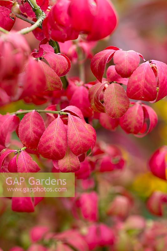 Euonymus alatus 'Compactus', spindle, a deciduous shrub with dramatic red autumnal foliage in September