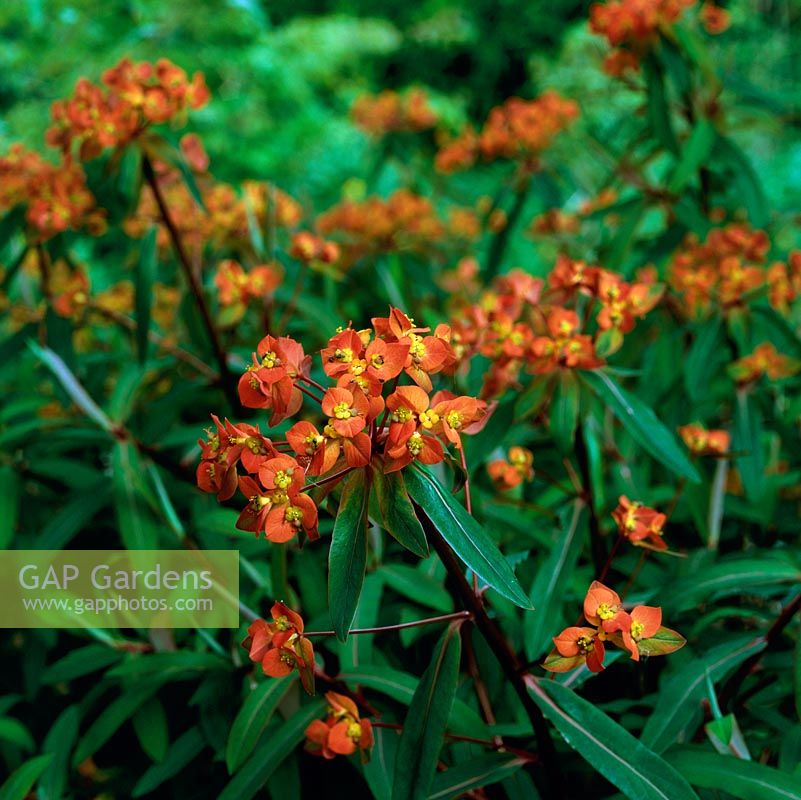 Euphorbia griffithii 'Fireglow', herbaceous perennial with orange red heads in early summer. Can be invasive, forming large clumps.