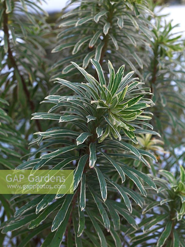 Euphorbia characias Variegata, a spurge with grey-green leaves with narrow white margins.