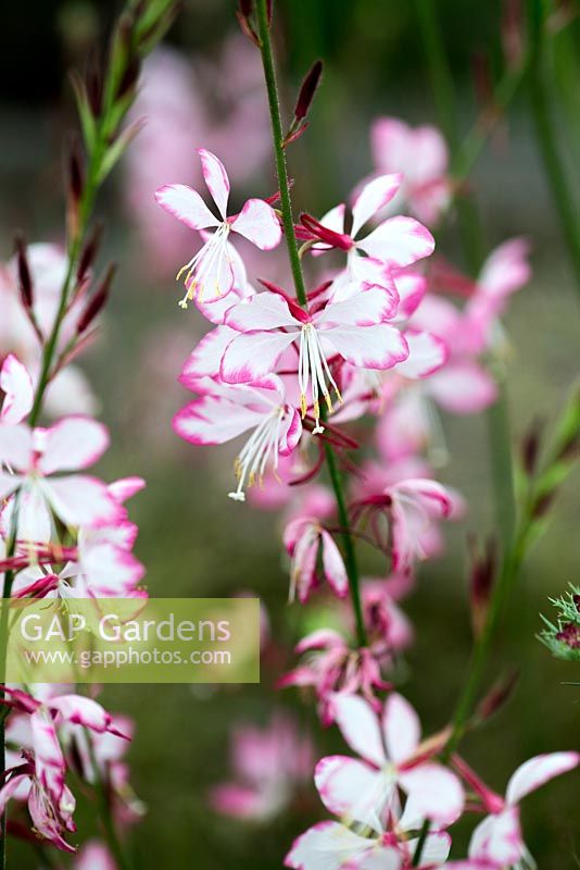 Gaura  lindheimeri Rosy Jayne, a pretty herbaceous perennial that sends up spikes of pink flowers all summer long. Drought tolerant.