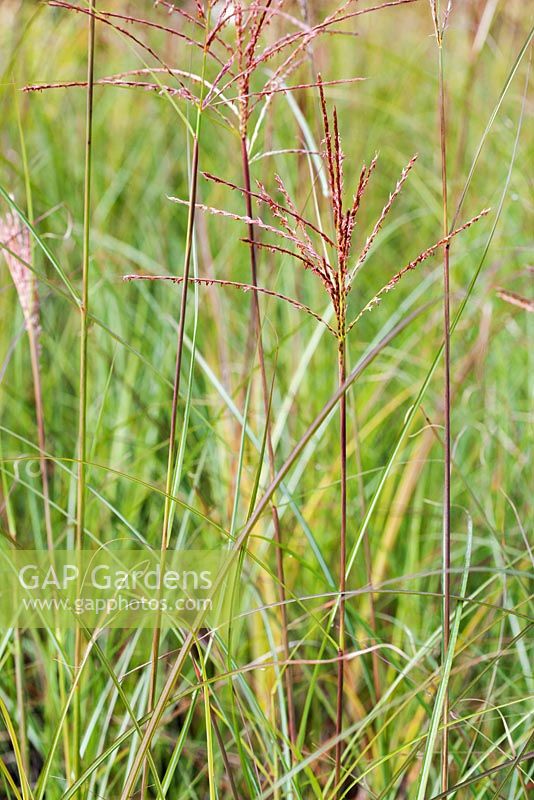 Miscanthus sinensis 'Gracillimus' - Newly emerging flowers in Autumn