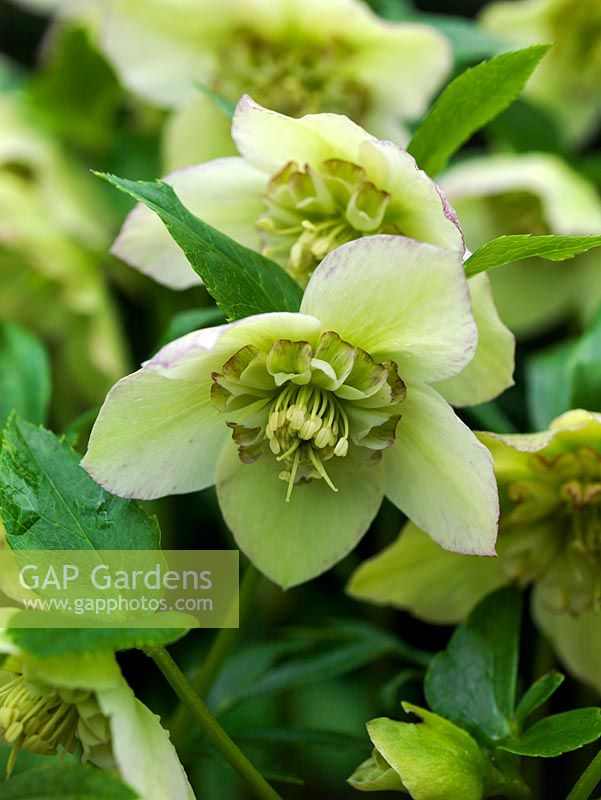 Helleborus x hybridus, producing flowers of varied colour in late winter and early spring, they prefer full sun or partial shade.