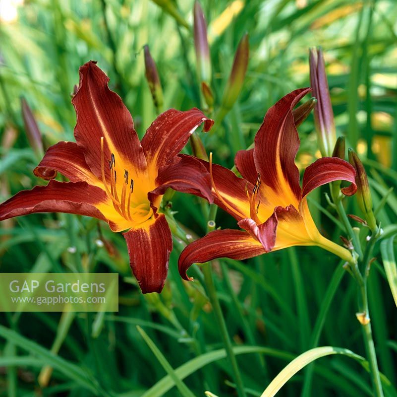 Hemerocallis Black Magic, a spider-shaped daylily, a perennial flowering from mid summer.