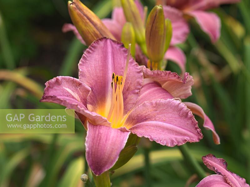 Hemerocallis Chicago Rainbow, daylily, a perennial with spectacular pink flowers in summer.
