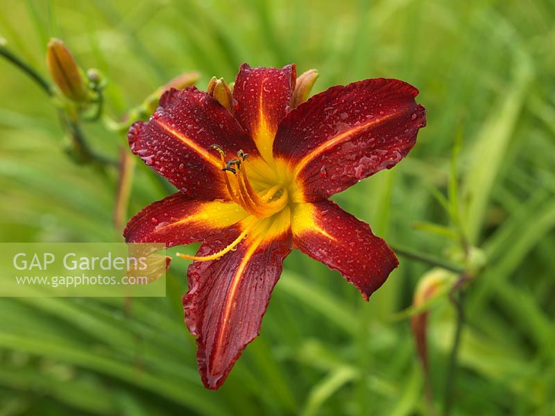 Hemerocallis Stafford, daylily, a herbaceous perennial which in summer bears dramatic, lily-shaped, red and gold flowers.