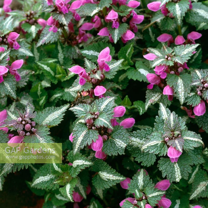 Lamium maculatum is a low growing perennial. From late spring bears toothed matt leaves and silvery lines and mottling. Spikes of purple, white or pink flowers.