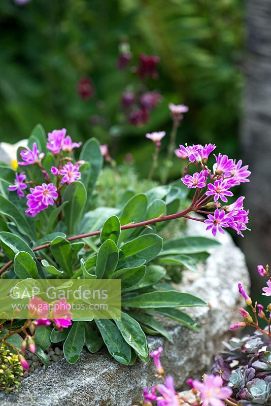 Lewisia Cotyledon Hybrids, evergreen perennials, alpine plants with rosettes of succulent, fleshy leaves and, from late spring, long sprays of funnel-shaped, pink to magenta, flowers. Thrives in stony soil, in rockeries or alpine troughs, as pictured here.