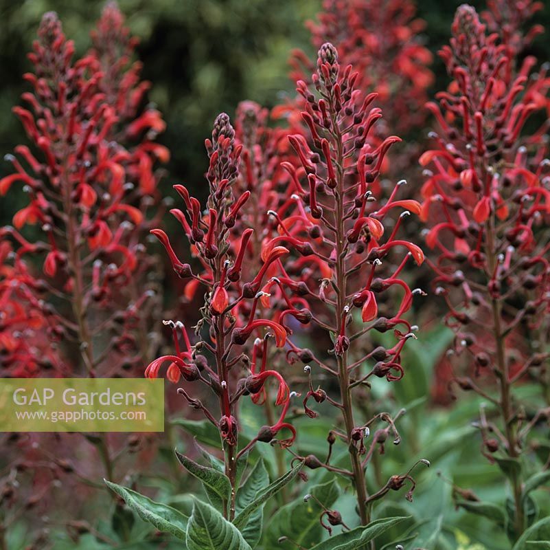 Lobelia tupa Red Form, a robust clump-forming perennial which, in late summer, bears tall stems of tubular flowers.