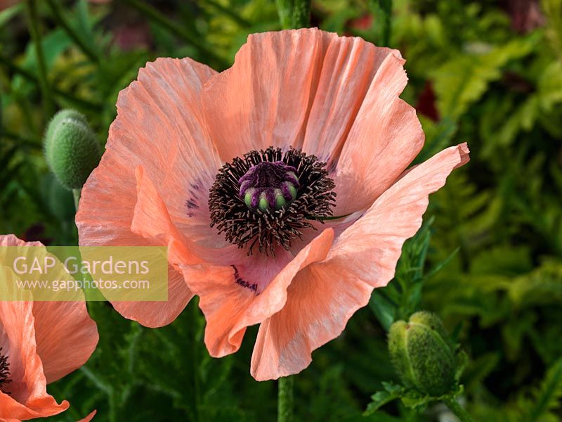 Papaver orientale 'The Promise', a light pink oriental poppy alongside unopened buds, a herbaceous perennial flowering in summer.