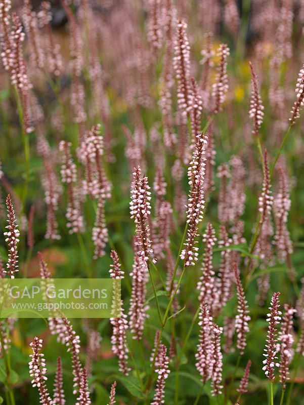 Persicaria amplexicaulis Atrosanguinea, bistort, a perennial with spikes of red and pink flowers in late summer.