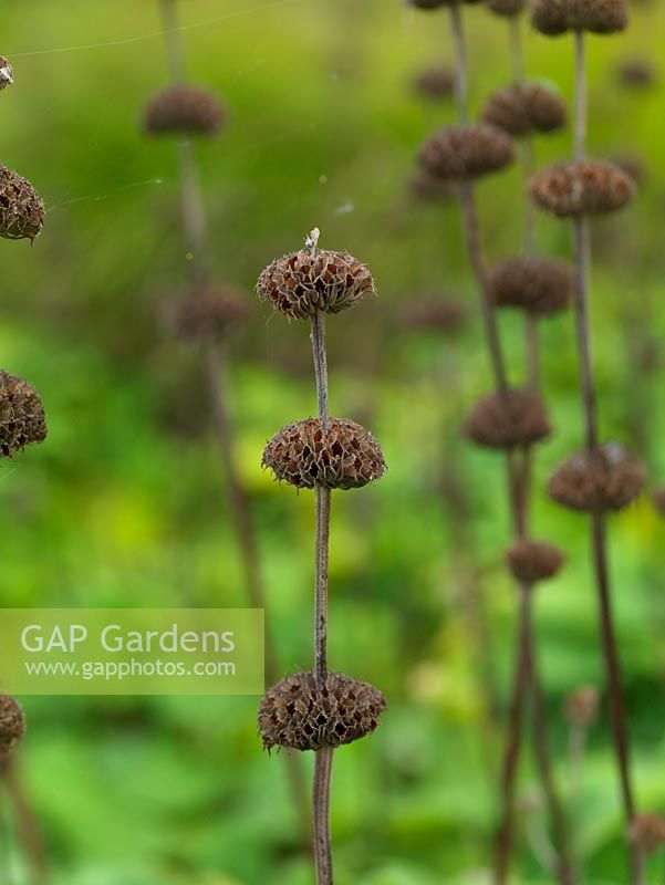 Phlomis russeliana bears whorls of hooded, yellow flowers on stiff stems. After petals fall, seedheads last a long time.