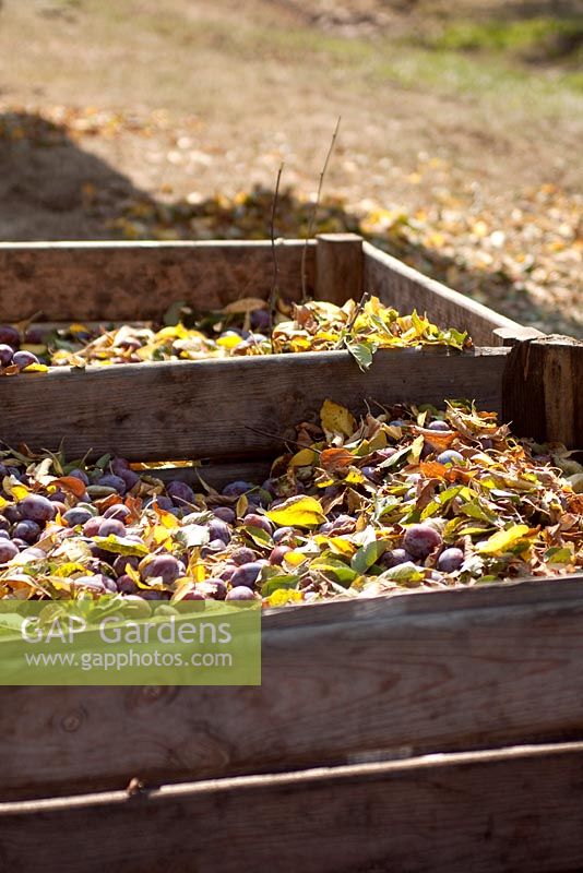 Large wooden crates of freshly picked plums and leaves in orchard