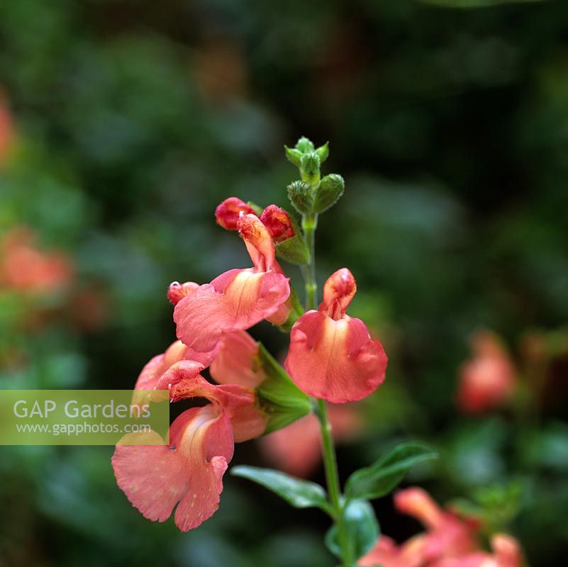 Salvia x jamensis Dysons Orangey Pink, a shrub bearing dainty salmon pink flowers from late summer into autumn.