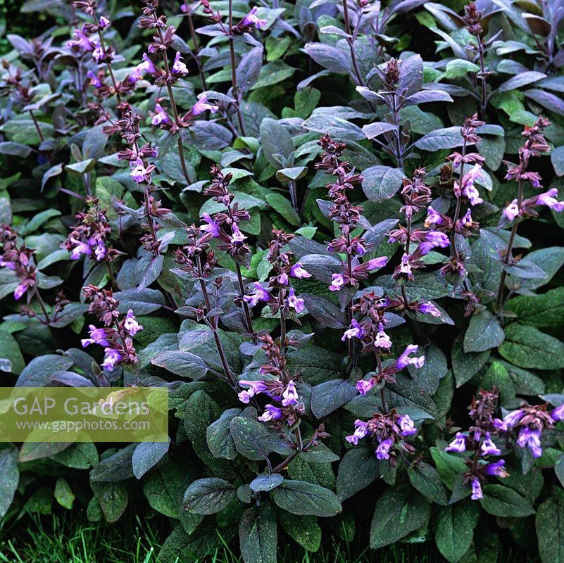 Salvia officinalis.  Flowering sage with spikes of lilac-blue flowers in summer above hairy, grey-green leaves, used as a popular culinary herb.