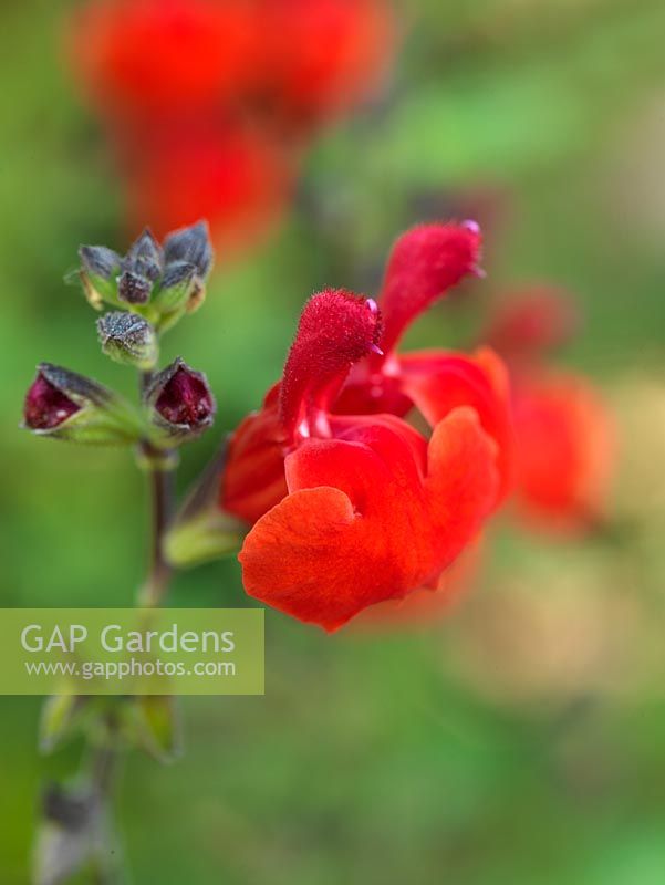 Salvia greggii 'Royal Bumble', a bushy shrub with red flowers from July well into autumn