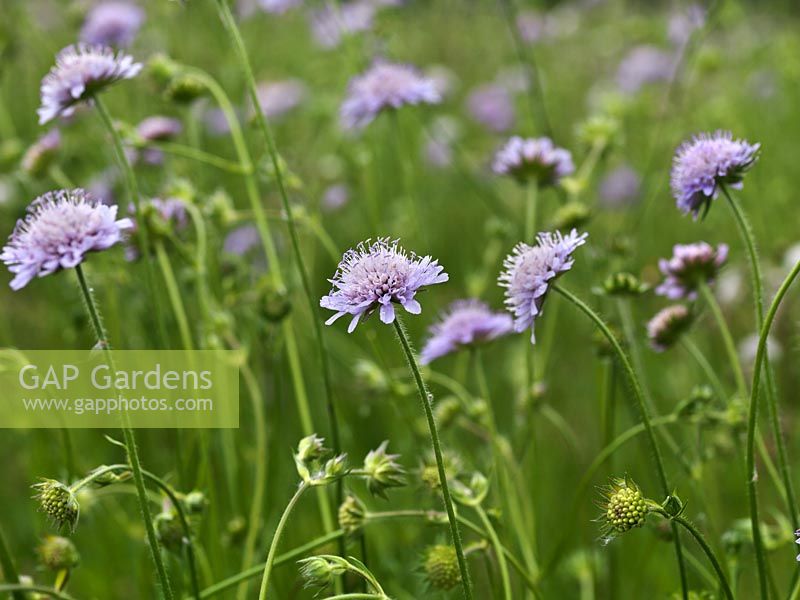 Scabiosa columbaria, a lanky perennial with blue-lilac flowers resembling pincushions in summer. Wildflower.