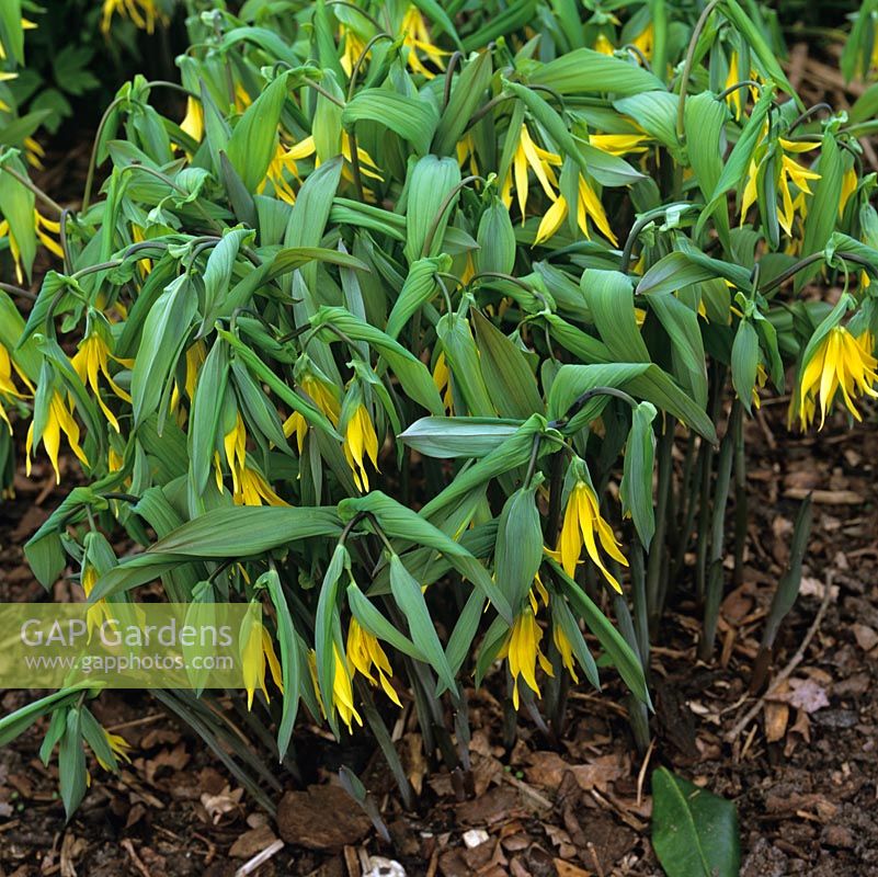Uvularia grandifloria, large Merrybells, rhizomatous perennial with downward pointing leaves and gold tubular bell-shaped flowers. Flowering in spring.