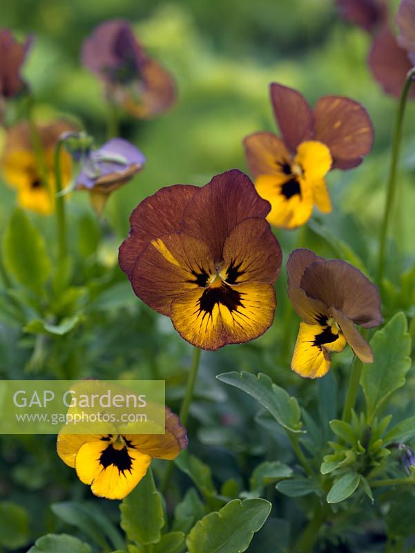 Viola 'Irish Molly', a perennial viola, an old variety with unusual khaki and yellow colouring, round a dark centre.