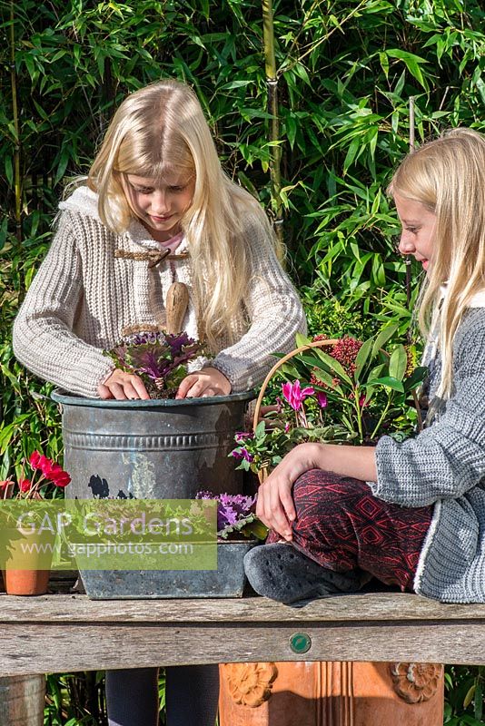 On a wooden deck edged in bamboo, two girls plant up a winter container with red cyclamen, purple ornamental cabbages, annual violas and Skimmia japonica 'Rubella'.