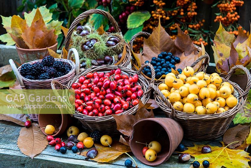Baskets filled with rose-hips, crab-apples, blackberries, sloes and sweet chesnuts foraged in autumn.