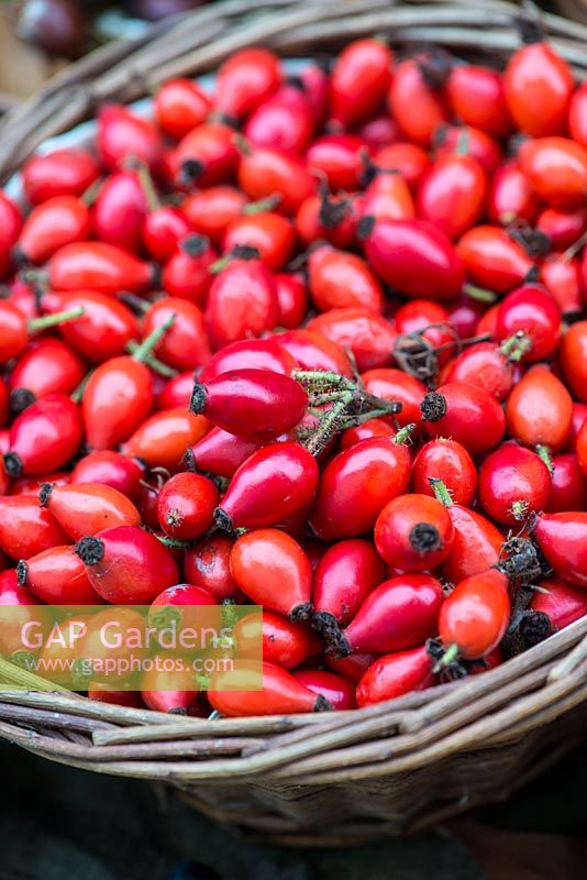 A basket of foraged rose hips, used in making jellies and rose hip syrup, rich in Vitamin C.