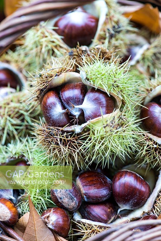 Foraged sweet chestnuts which are traditionally roasted in their tough brown husks, then peeled and dipped in salt to eat.