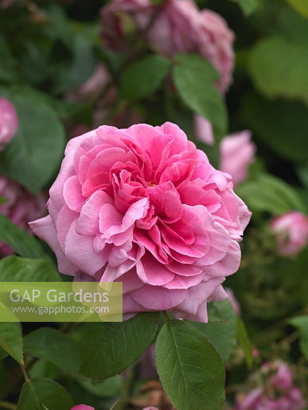 Rosa 'Mary Rose', a modern, medium pink shrub rose with a slight fragrance.