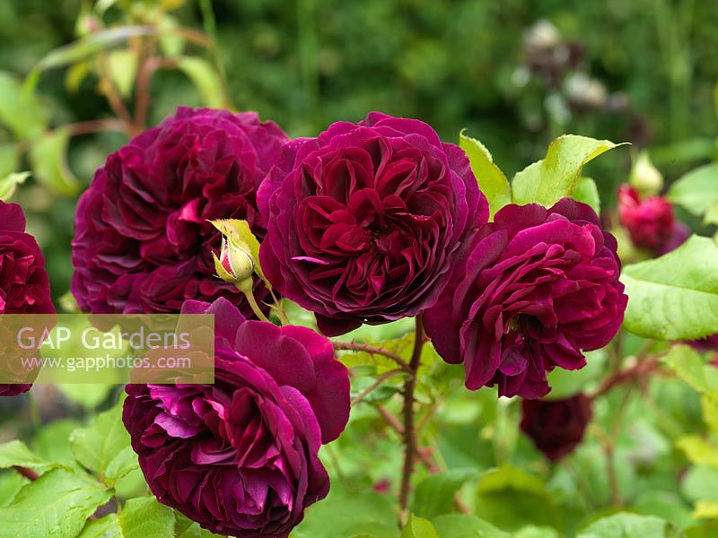 Rosa 'Munstead Wood', a heavily scented deep crimson shrub rose.