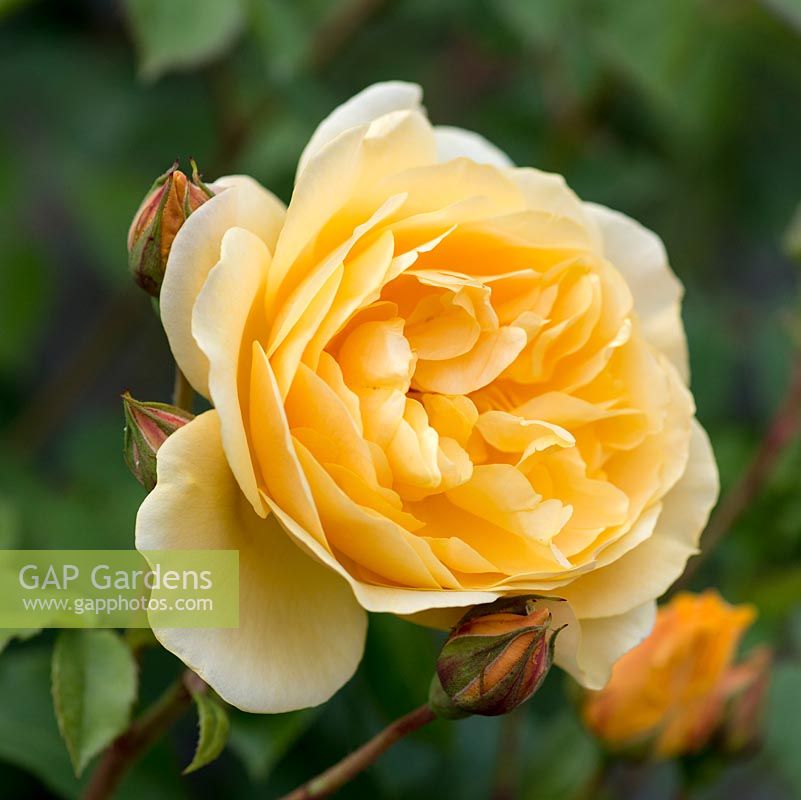 Rosa 'Graham Thomas', English rose, named after the renowned horticulturalist and a good friend of Mr Austin's. Voted in 2012 the world's favourite rose by the World Federation of Rose Societies which represents 41 countries.