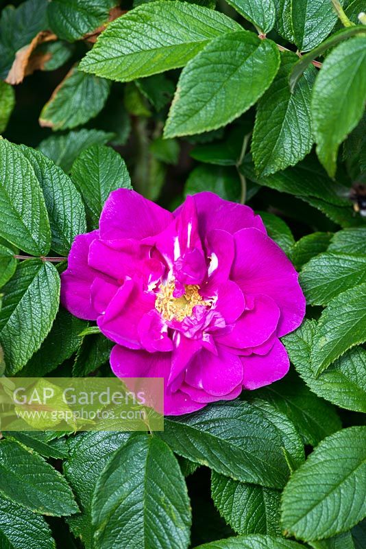 Rosa 'Hansa', a rugosa rose, extremely tough and long flowering.