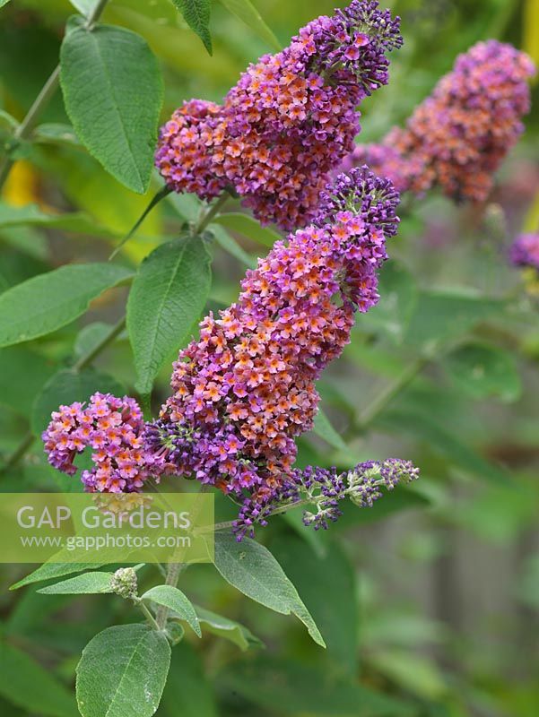 Buddleja weyeriana Bicolor - syn. B. Flower Power, Butterfly Bush, a summer flowering shrub with pink panicles attractive to insects.