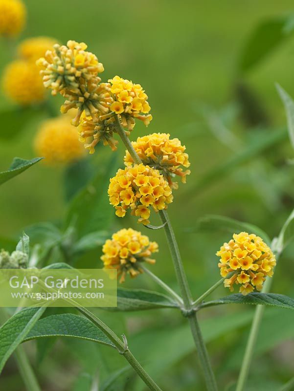 Buddleja weyeriana 'Sungold', Butterfly Bush, a summer flowering shrub with panicles of golden flowers attractive to insects.