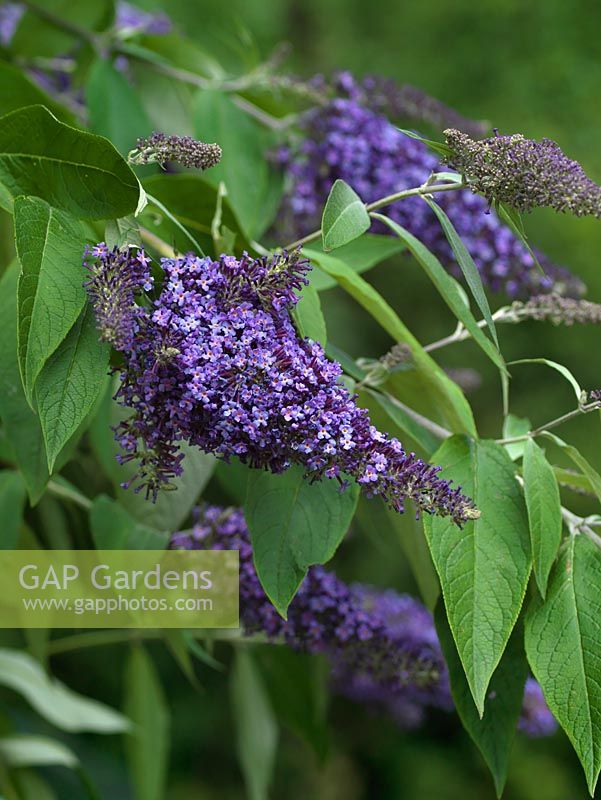 Buddleja davidii 'Grey dawn', a recent introduction by Andrew Bullock. A summer flowering shrub with panicles of deep blue - grey flowers, attractive to insects.