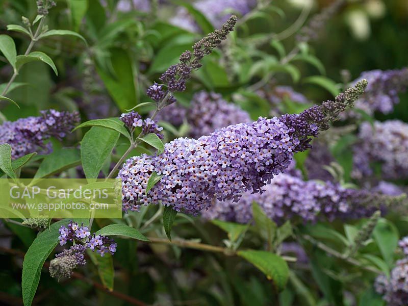 Buddleja davidii 'Lilac Moon', a recent introduction by Andrew Bullock. A summer flowering shrub with panicles of soft lilac flowers, attractive to insects.