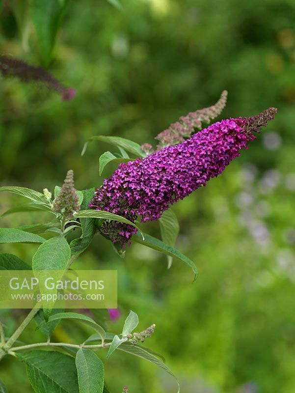Buddleja davidii 'Summer Beauty', Butterfly Bush, a summer flowering shrub with panicles of deep pink flowers attractive to insects.