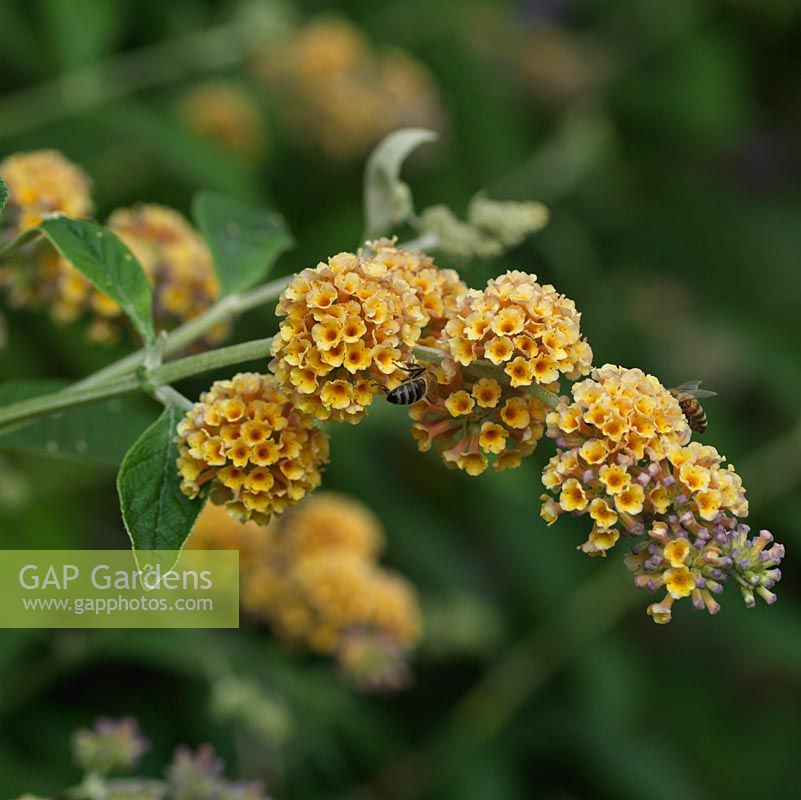 Buddleja weyeriana 'Golden Glow', Butterfly Bush, a summer flowering shrub with panicles of golden orange flowers attractive to insects.